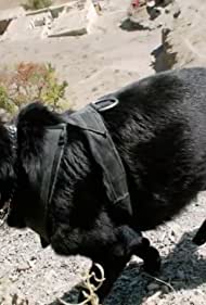 Watch Full Movie :SEAL Dog (2015)